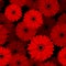 Seamless pattern with red gerbera flowers.