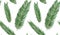 Seamless pattern with sago palm tropical seeded branch, green le