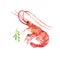 Seamless pattern seafood. Red shrimps, shells, oysters and spicy herbs watercolor illustration.