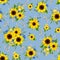 Seamless pattern with sunflowers and cornflowers on a blue background. Vector illustration