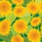 Seamless pattern with sunflowers. Summer season