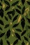 seamless pattern texture with khaki pattern for military camouflage clothing