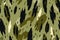 seamless pattern texture with khaki pattern for military camouflage clothing