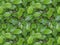 Seamless pattern texture of wet bush branch with green leaves