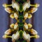 Seamless pattern - tile is a detail of a bunch of daffodils