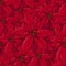 Seamless pattern with traditional homeplant poinsettia. Endless texture with flower used indoor.