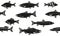 Seamless pattern various fish. Different types of fish. Black silhouettes