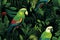 A seamless pattern with vibrant exotic jungle parrots, assorted floral designs, and branches, all set against a