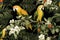 A seamless pattern with vibrant exotic jungle parrots, assorted floral designs, and branches, all set against a