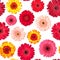 Seamless Pattern from Vibrant Gerbera Flowers