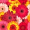 Seamless Pattern from Vibrant Gerbera Flowers