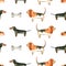 Seamless pattern with watercolor dogs. Hand drawn illustration is isolated on white. Basset hound and dachshund