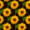 Seamless pattern watercolor illustration sunflowers on black