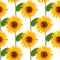 Seamless pattern watercolor illustration sunflowers on white