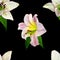 Seamless pattern watercolour white and pink lilies on a black background. Flower botanical flower