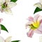 Seamless pattern watercolour white and pink lilies on a white background. Flower botanical flower.