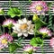 Seamless pattern with waterlily hand draw . Vector.