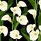 Seamless pattern with white calla lilies on black.