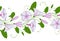 Seamless pattern of white and pink convolvulus. Garland with bindweed flowers. Morning-glory tender ornament