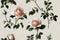 Seamless pattern of white roses. Romantic floral repeatable background, back