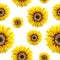 Seamless pattern with yellow sunflowers painted in watercolor on a white background. Textile pattern