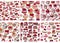 Seamless patterns with sweet desserts. Merengue, macaroons and cream. Endless patterns