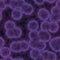 Seamless purple bacteria and viruses