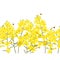 Seamless rape seed border, vector flower background. Rapeseed or canola texture for print, spring summer fashion