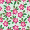 Seamless repeat pattern of pink desert rose flower in summer at Balinese garden suits for fabric textile fashion design print.