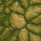 Seamless Reptile Scale Background