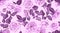 Seamless Rose Pattern, Rustic Floral Background.