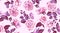 Seamless Rose Pattern, Rustic Floral Background.