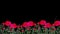 Seamless Roses Flower Pattern Moving in the Wind Transparent Alpha Channel
