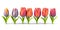 Seamless Row Of Colorful Tulips, Flowerbed. Set Of Isolated Spring Flowers
