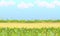 Seamless sandy road. Horizontal border composition. Summer meadow landscape. Juicy grass. Rural rustic scenery. Cartoon