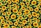 Seamless sunflowers pattern on a white background