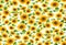 Seamless sunflowers pattern on a white background