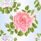 Seamless texture bouquet colored and pink roses and buds  on a white background watercolor vintage vector botanical illustration