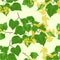Seamless texture branch Tilia-Linden tvig with leaves with Linden flowers on white background vintage vector illustration editabe
