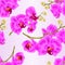 Seamless texture branchs orchids flowers purple Phalaenopsis tropical plant stems