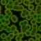 Seamless texture of green bacteria