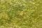 Seamless texture of green swamp mud, overgrown swamp surface, high resolution seamless swamp texture