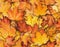 Seamless texture with maple leaves