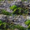 Seamless texture with mold moss and cobwebs