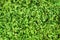 Seamless texture of the pattern of green knotweed grass