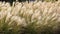 Seamless Texture Of Reed Canarygrass For Landscape Design