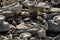 Seamless texture with sea stones and rocks of different sizes as original background. Natural stone of black