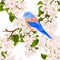 Seamless texture small bird thrush Bluebird on a apple tree with flowers vintage vector illustration editable