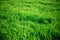 Seamless tiling medium length grass texture