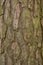 Seamless tree bark background. Brown tileable texture of the old tree